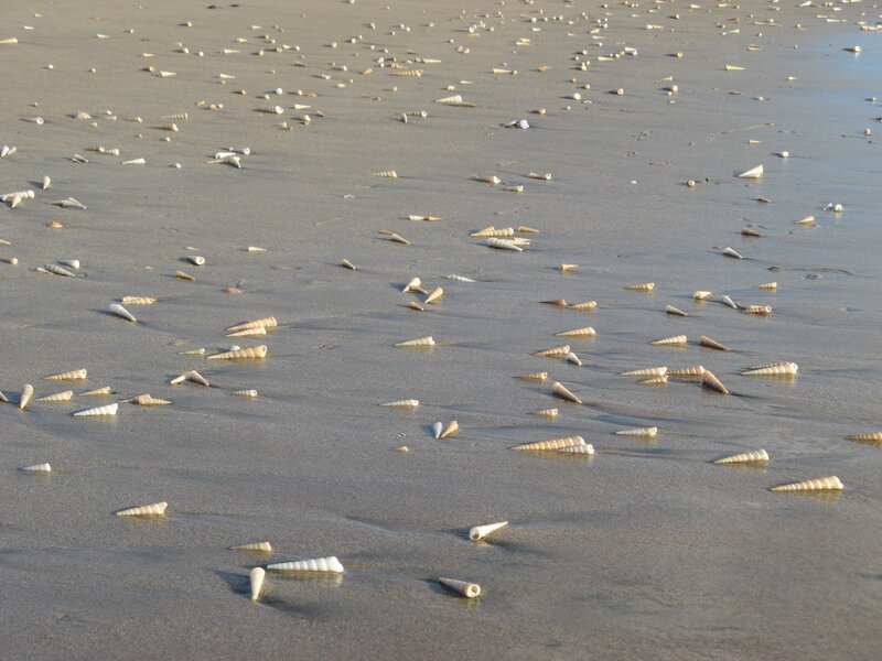 Seashells on Wet Sand — Brown