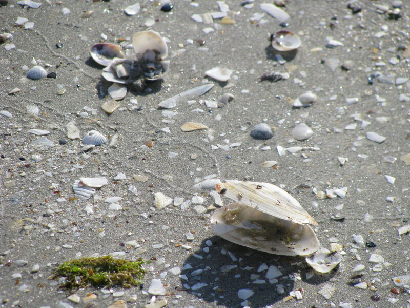 seashells on wet sand