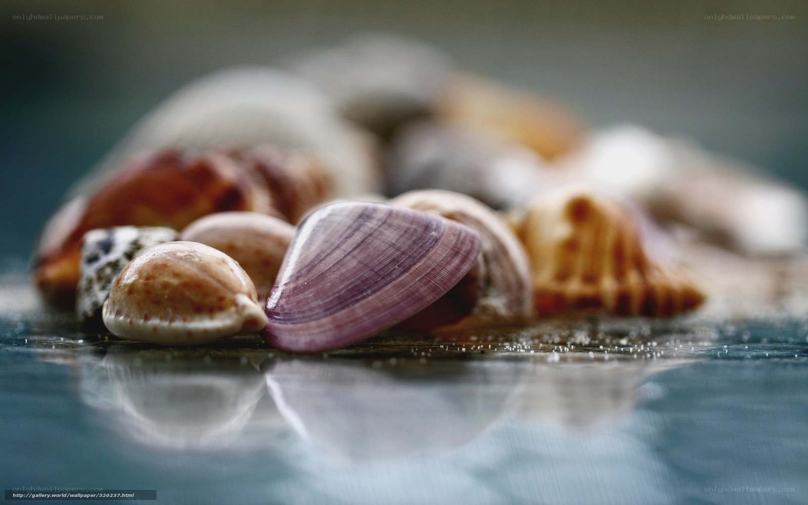 Seashells on wet surface