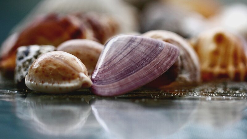 seashells on wet surface