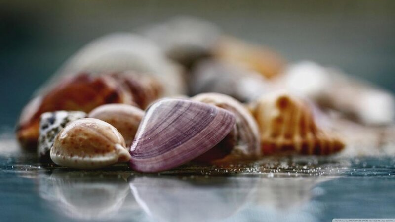 Seashells on Wet Surface — Purple, Calm