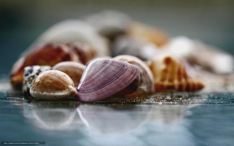 Seashells on Wet Surface — Purple, Serene