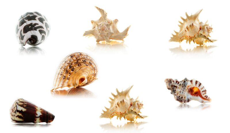 Seashells on White Background