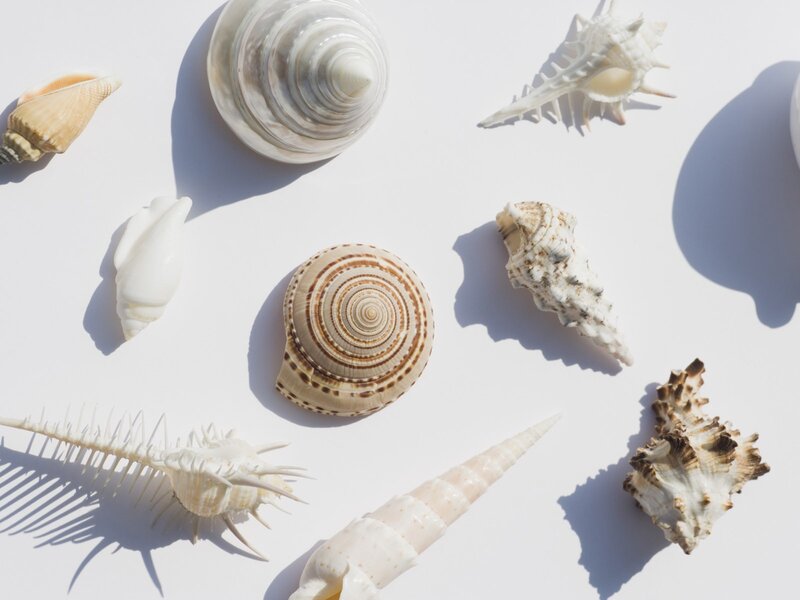 Seashells on White Surface — Serene