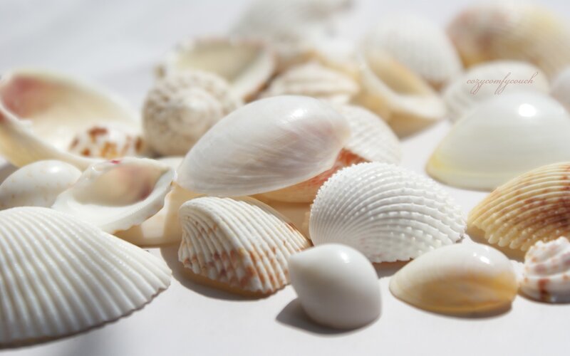 seashells on white surface
