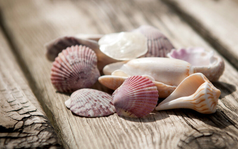 Seashells on Wood — Brown, Serene
