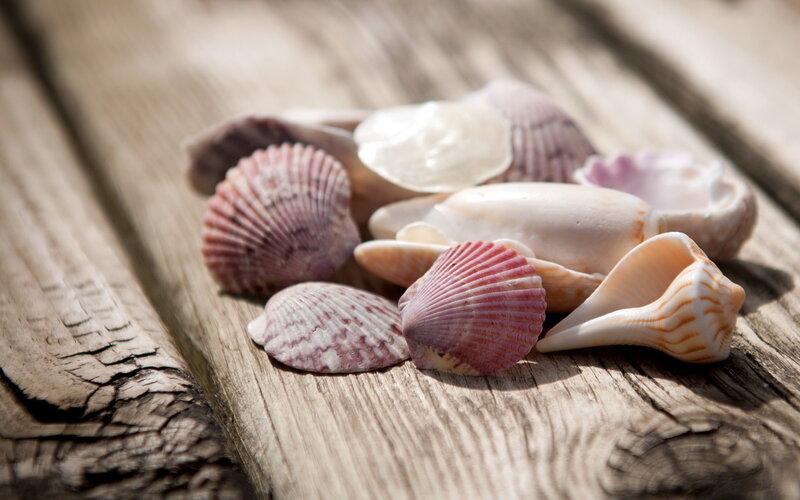Seashells on Wood