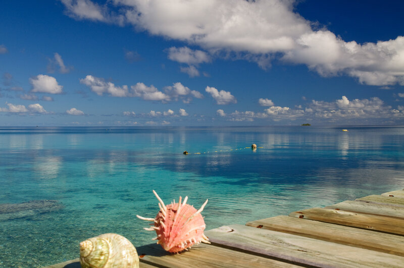 Seashells on Wooden Dock