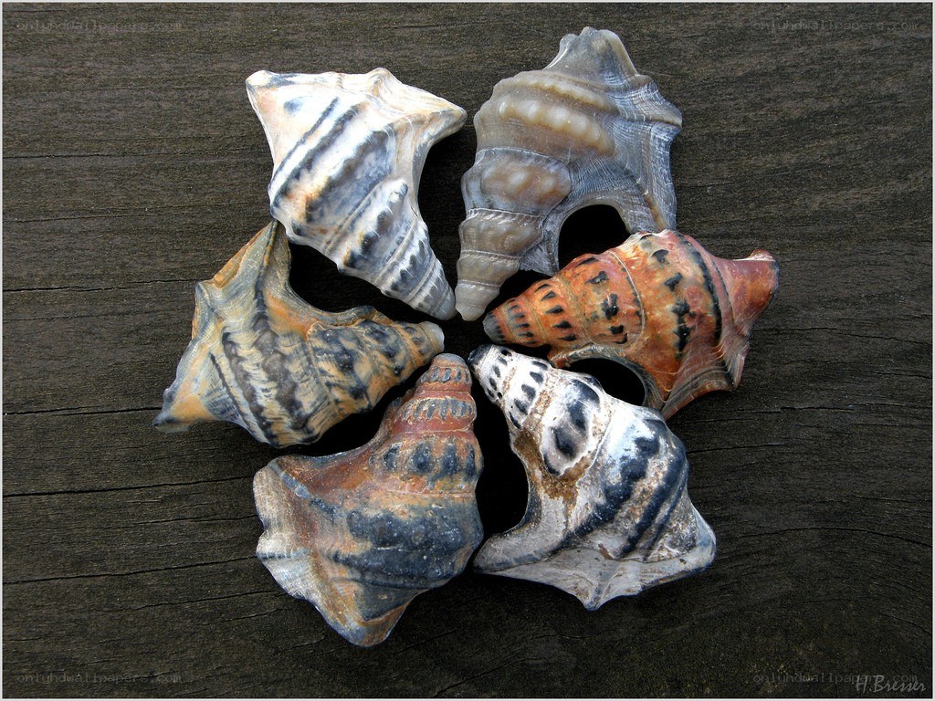 seashells on wooden surface