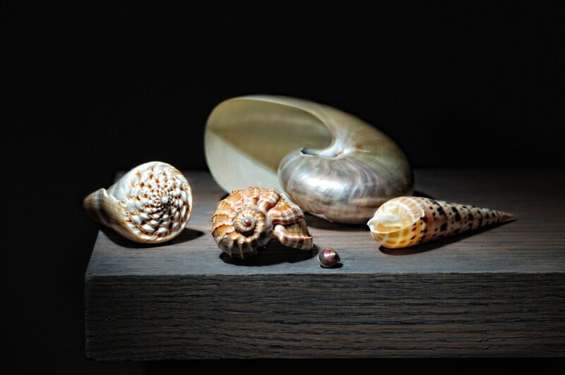 Seashells on Wooden Surface — Black