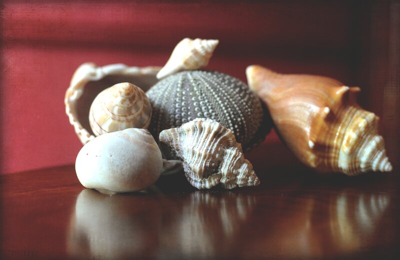 Seashells on Wooden Surface — Brown