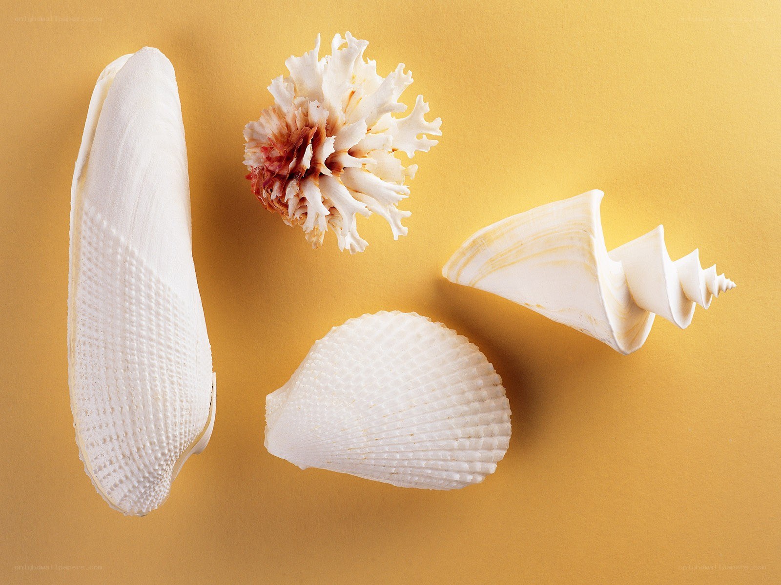 seashells on yellow background