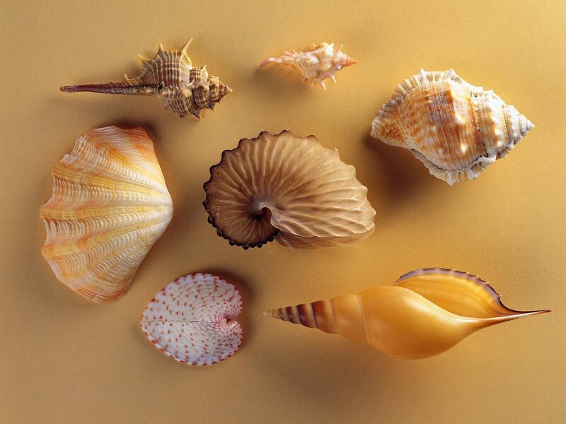 Seashells on Yellow Surface