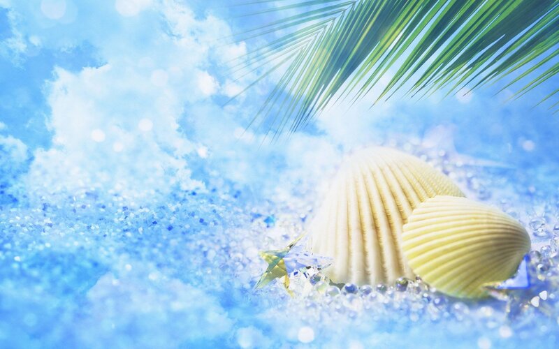 seashells under palm leaf