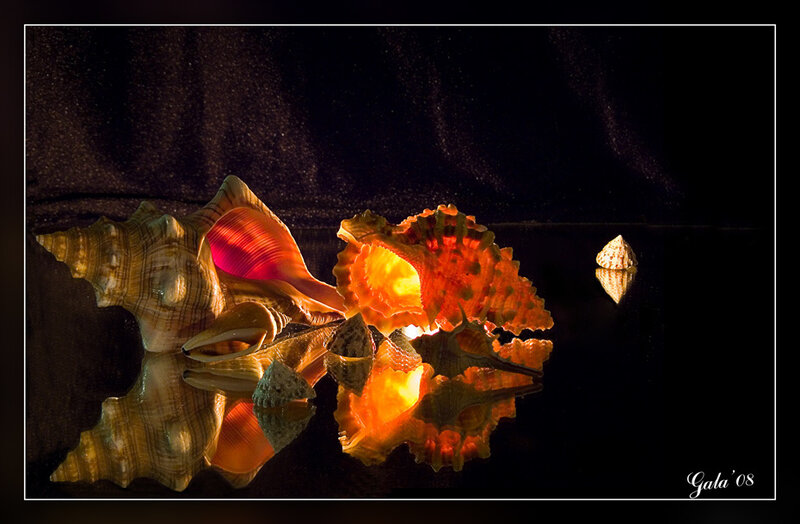 Seashells with warm lighting