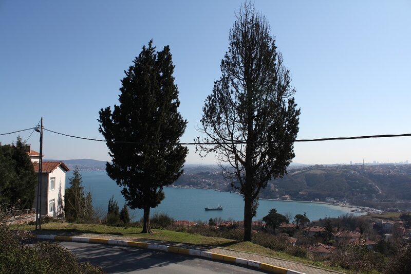 Seaside town with two trees