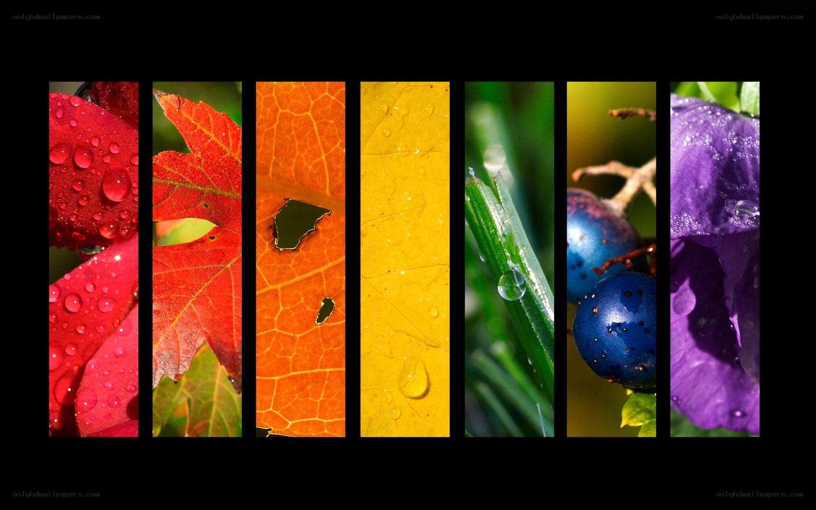 Seasonal Nature Collage