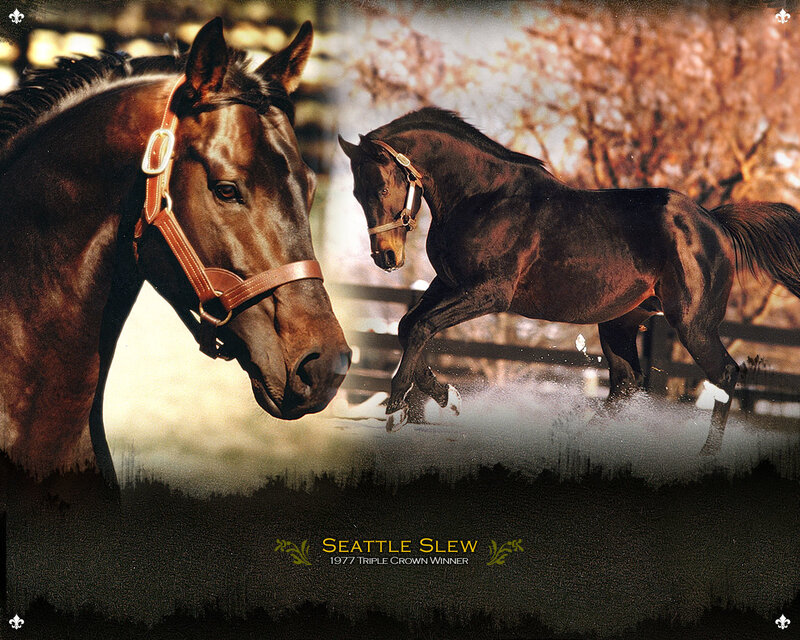 Seattle Slew horse portrait