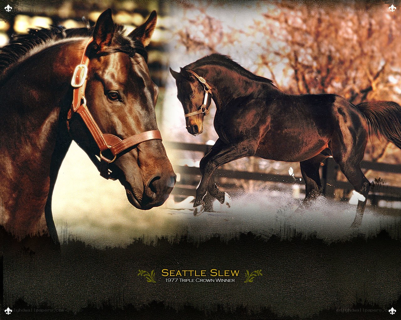Seattle Slew horse portrait
