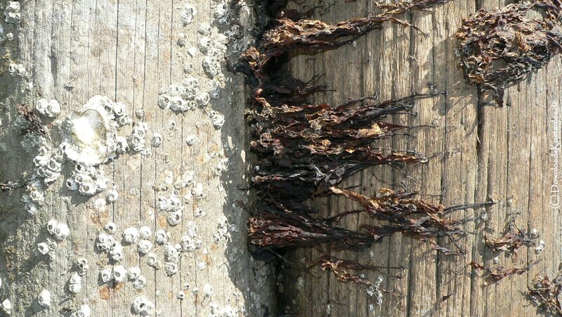 Seaweed and barnacles on wood