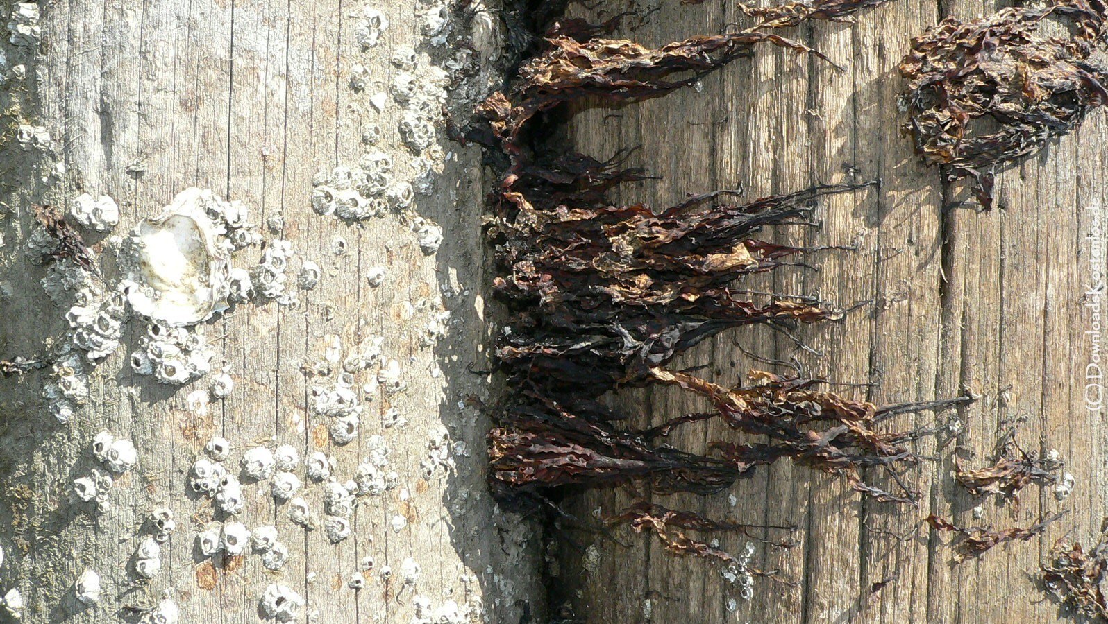 Seaweed and barnacles on wood