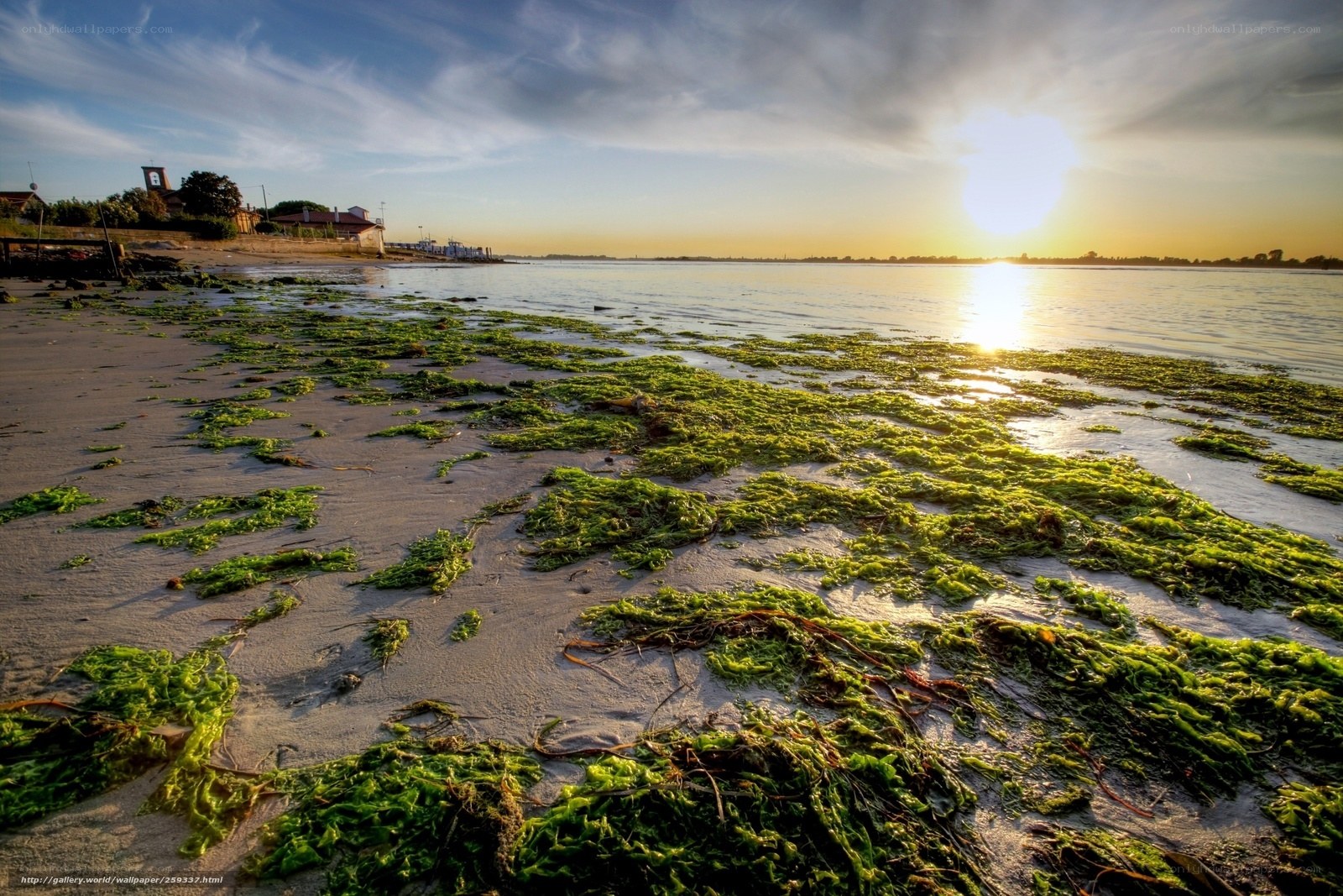 Seaweed-covered beach at sunset