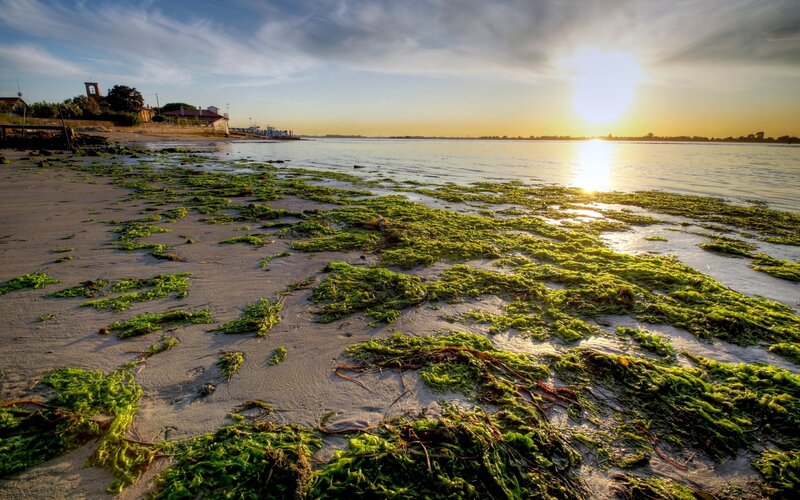 Seaweed-covered Beach