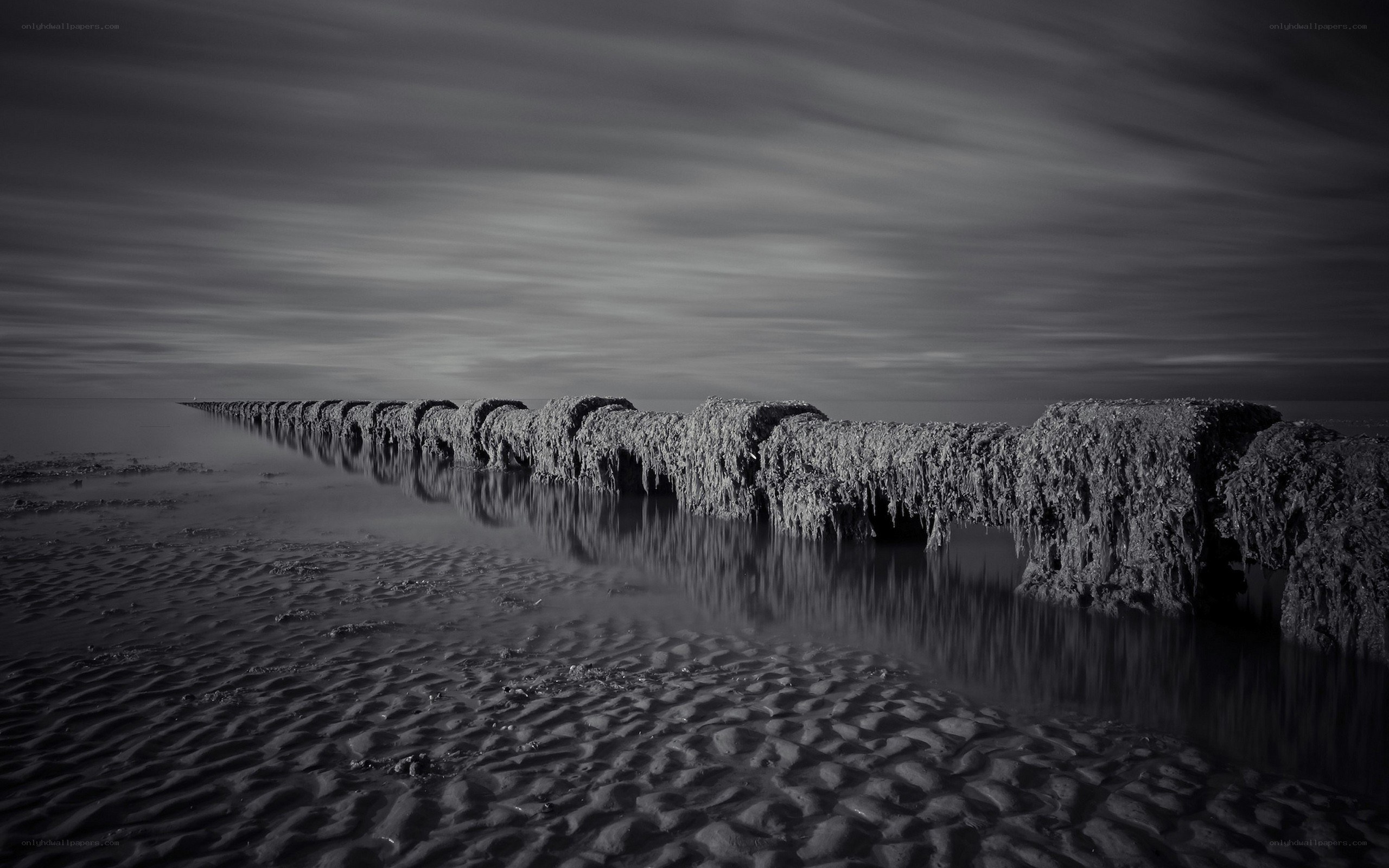 Seaweed-covered breakwater at low tide