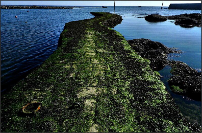 Seaweed-covered pier at low tide