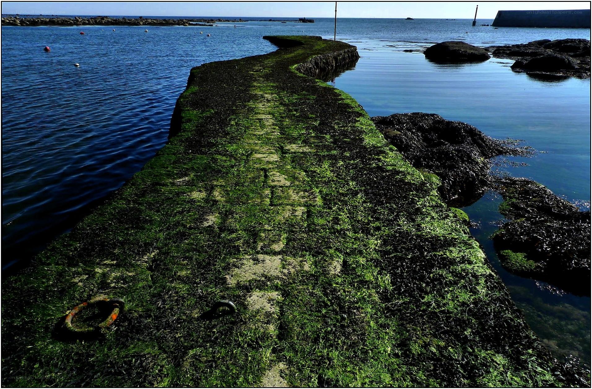 Seaweed-covered pier at low tide