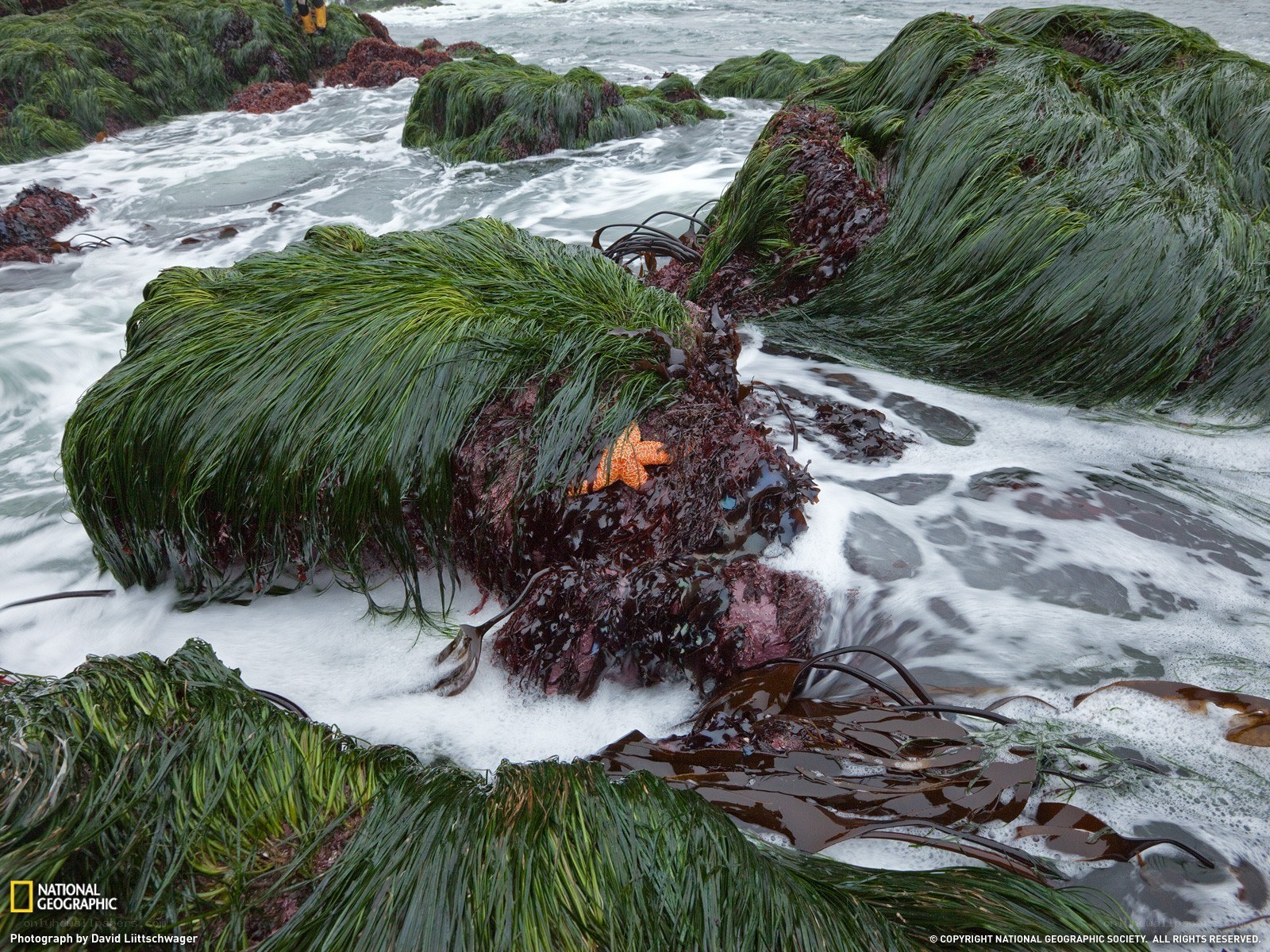 Seaweed-covered rocks at shore