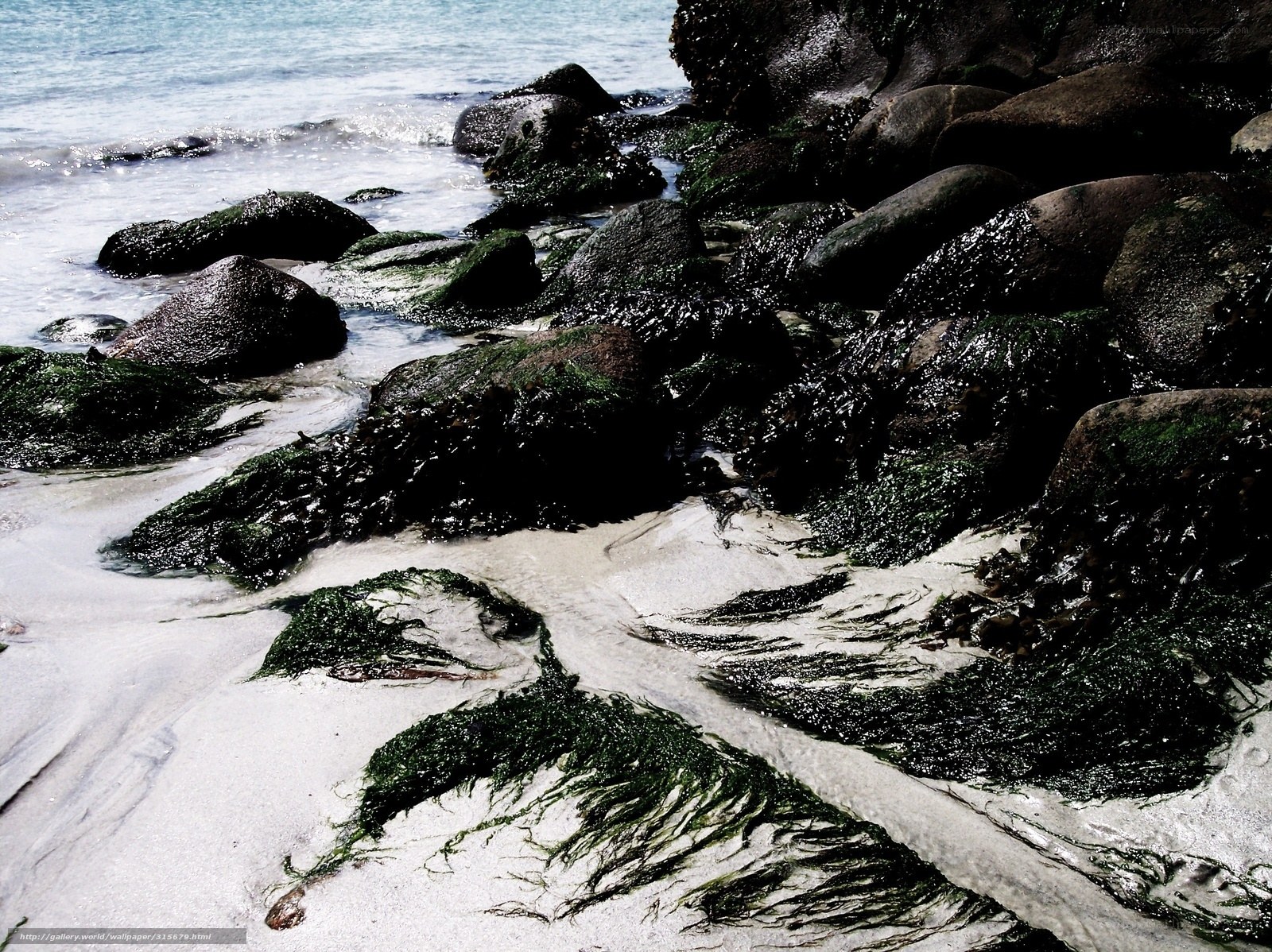 Seaweed-covered rocks at shore