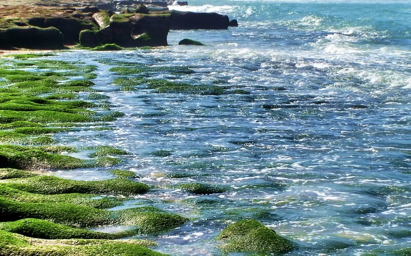 Seaweed-covered rocks at the shore