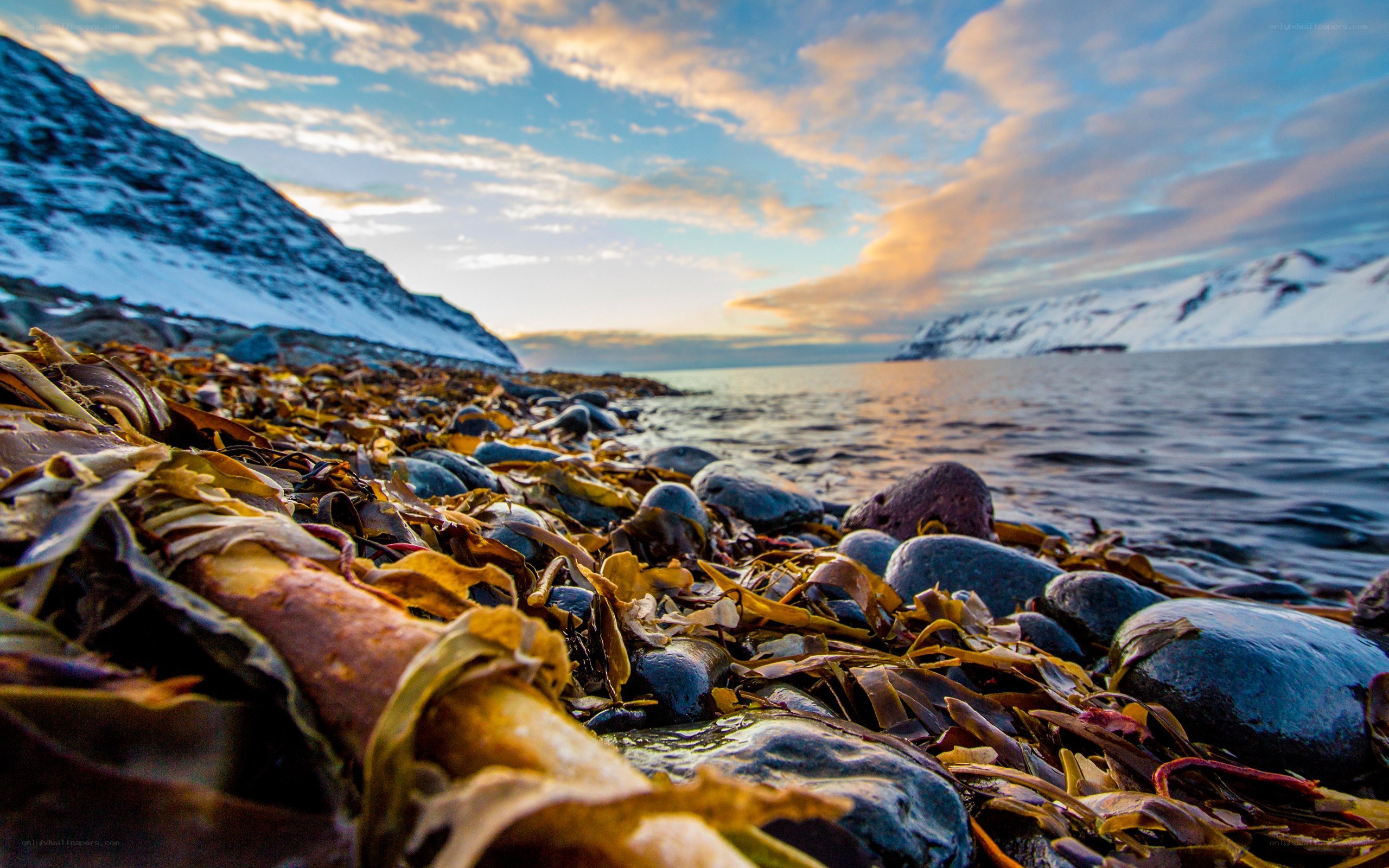 Seaweed-covered shore at sunset