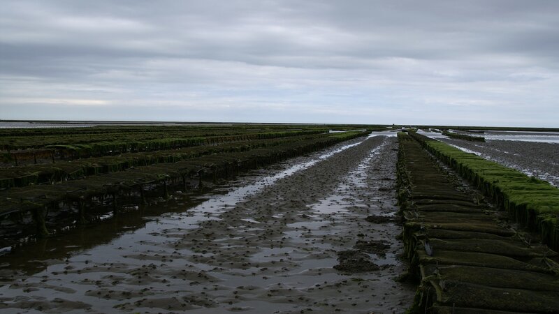 Seaweed farms at low tide