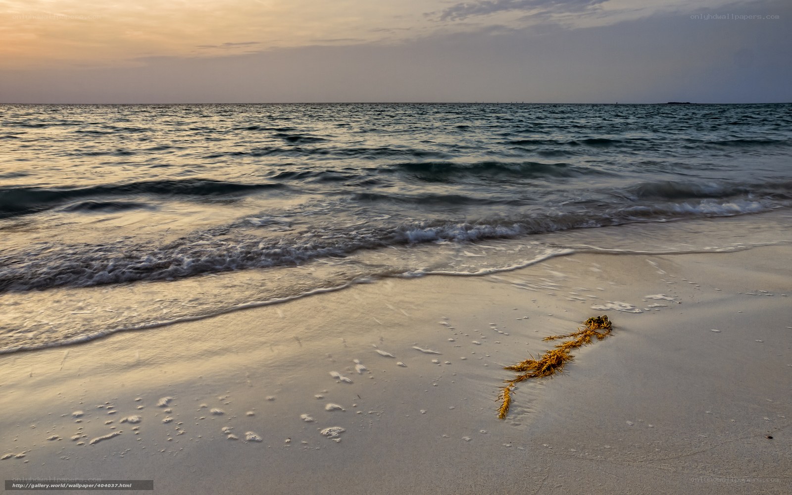 Seaweed on a beach at sunset
