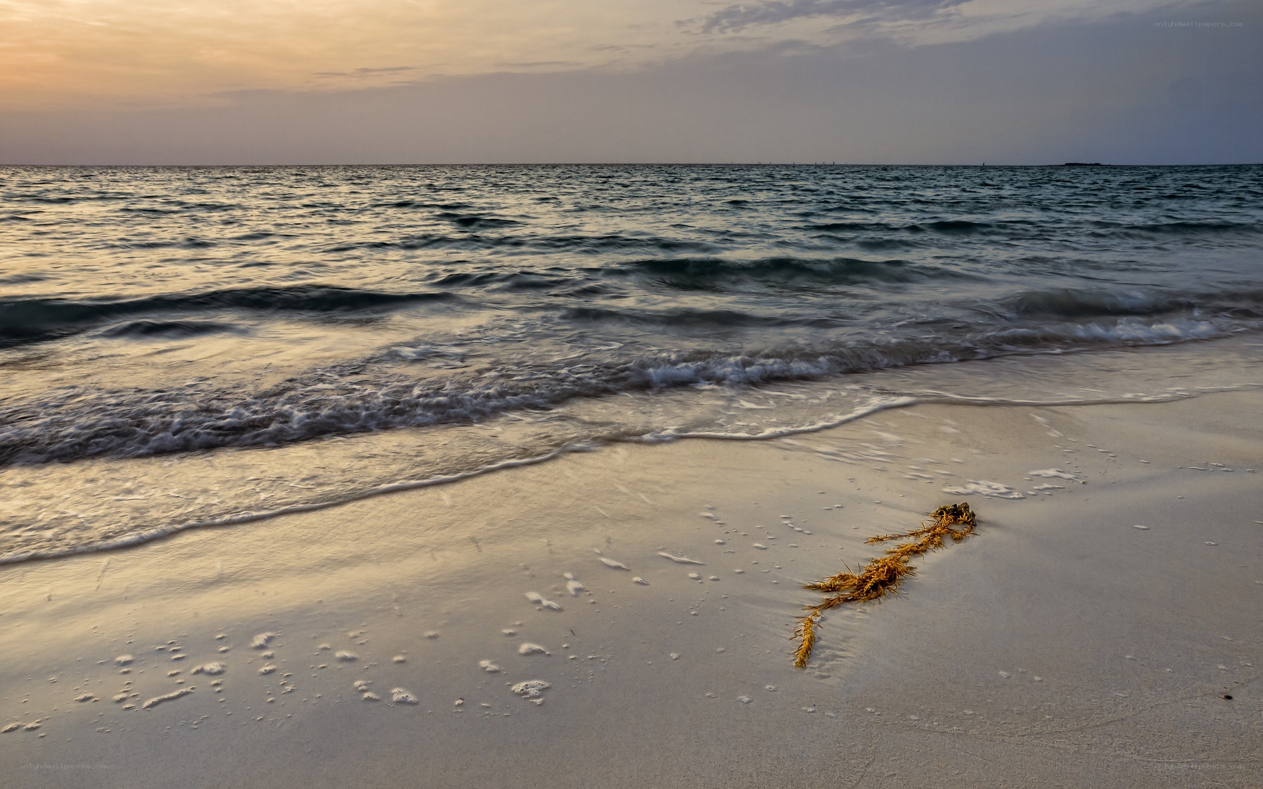 Seaweed on a beach at sunset