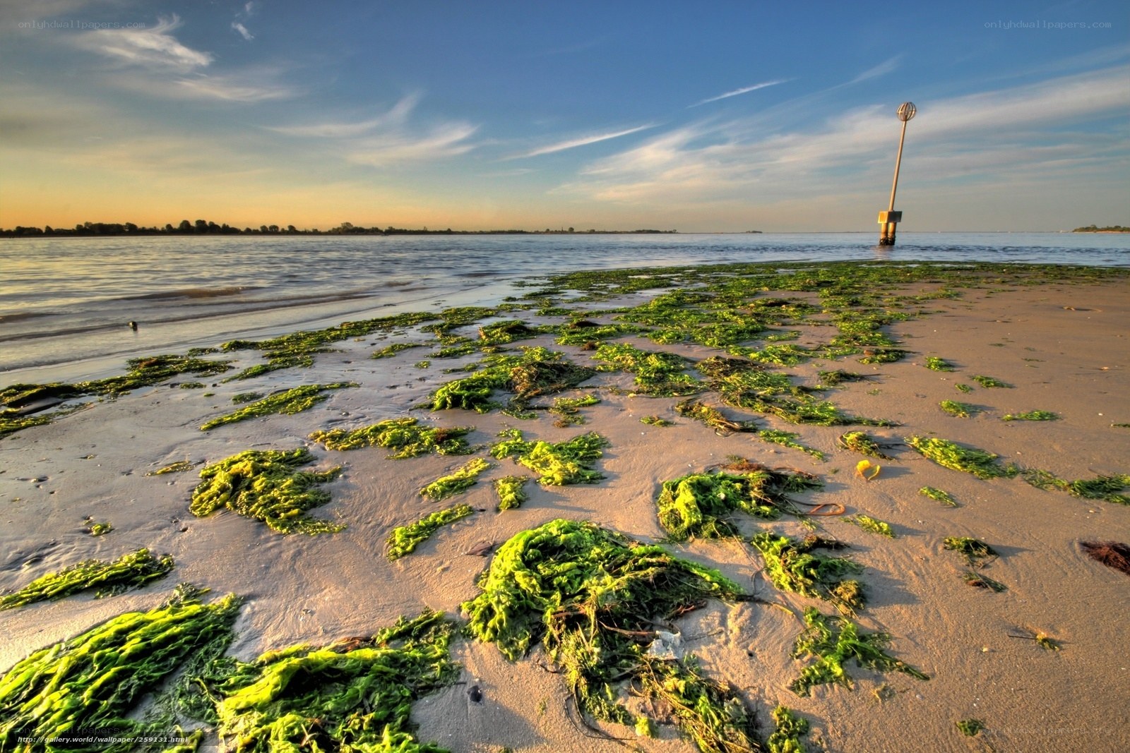 Seaweed on a beach at sunset