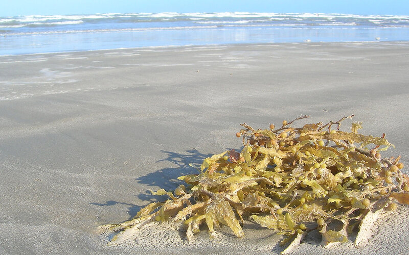 seaweed on a sandy beach