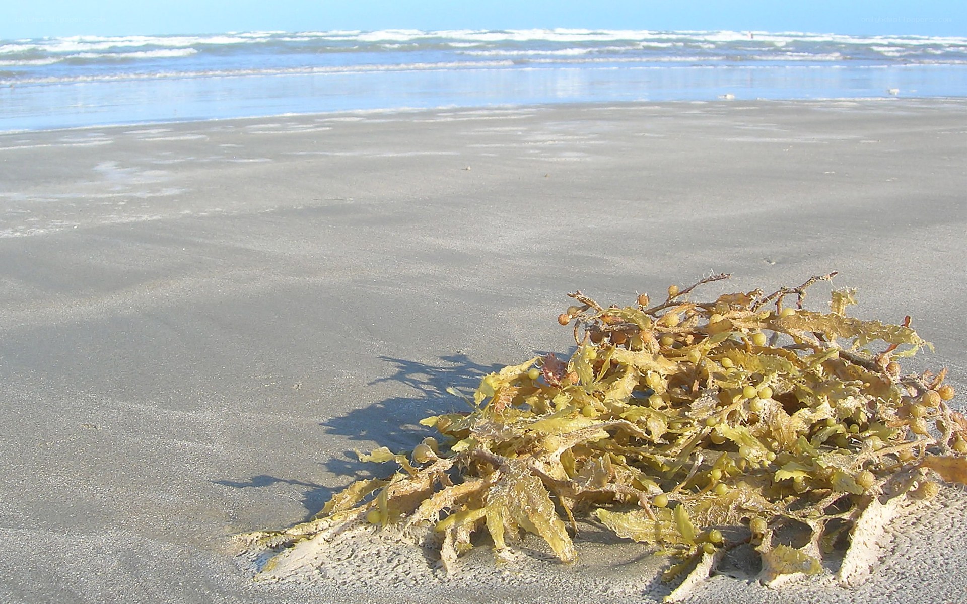 seaweed on a sandy beach