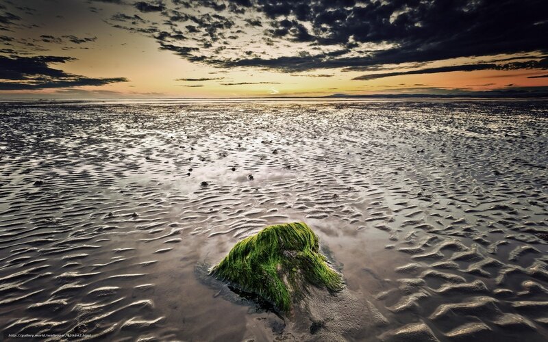 Seaweed on a tidal flat