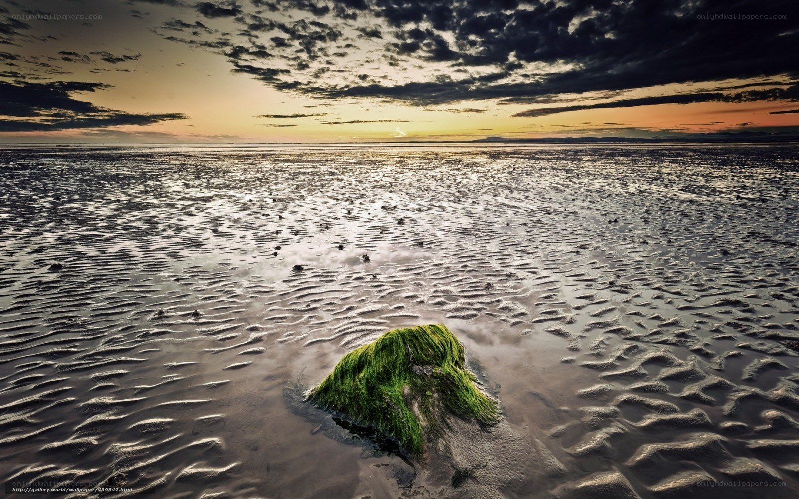 Seaweed on a tidal flat