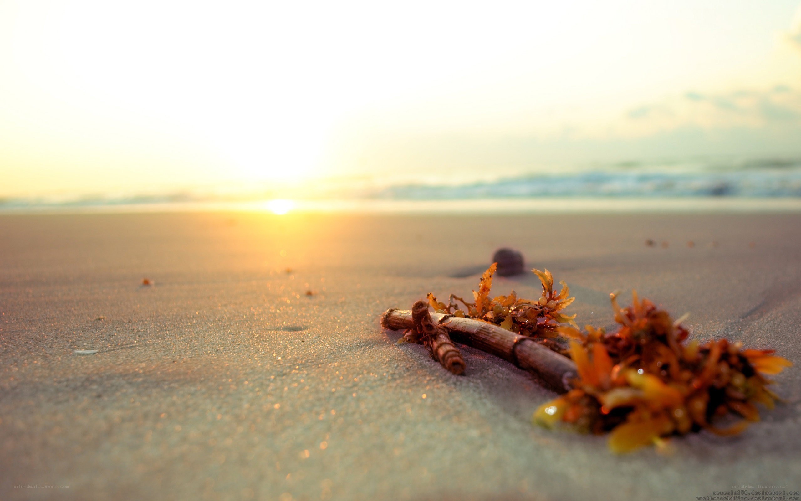 Seaweed on beach at sunset