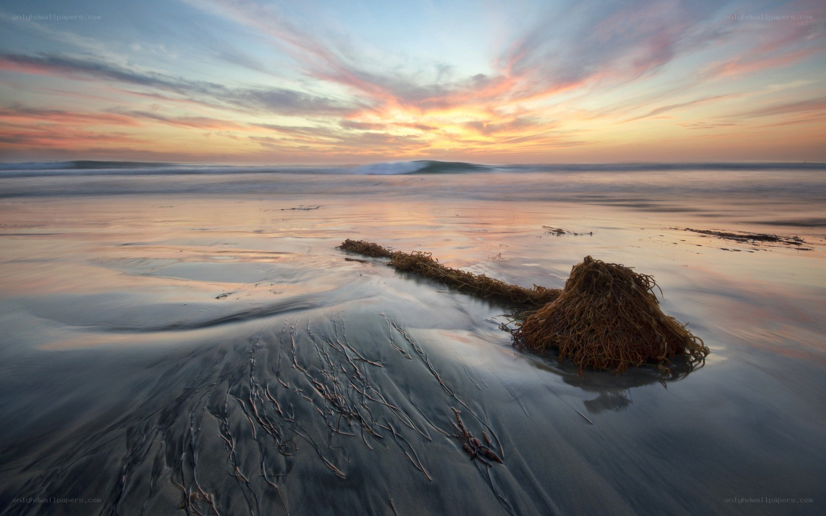 Seaweed on beach at sunset