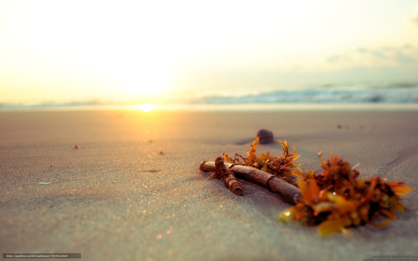 Seaweed on beach at sunset