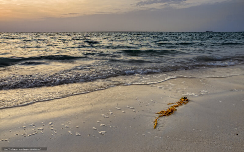 Seaweed on Beach — Beige
