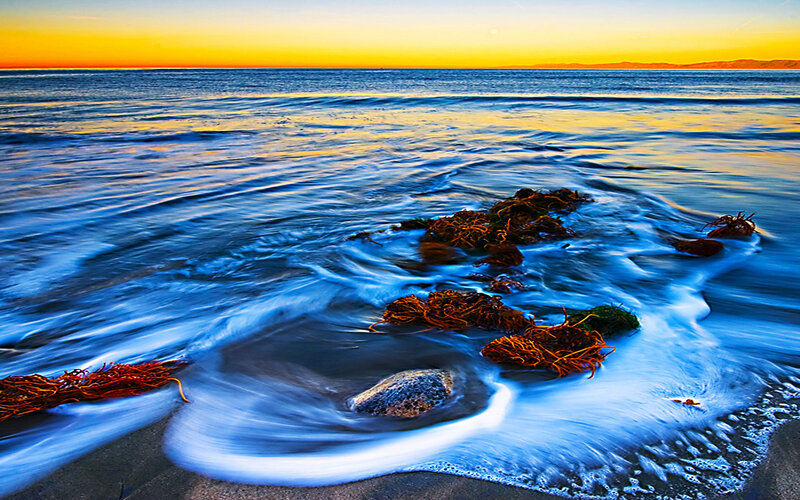 Seaweed on Beach — Blue, Serene