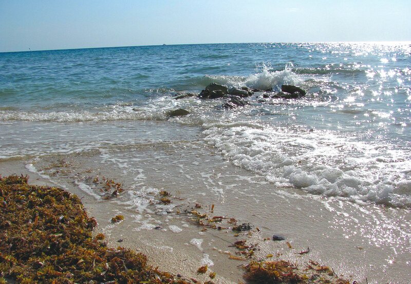 Seaweed on Beach — Blue