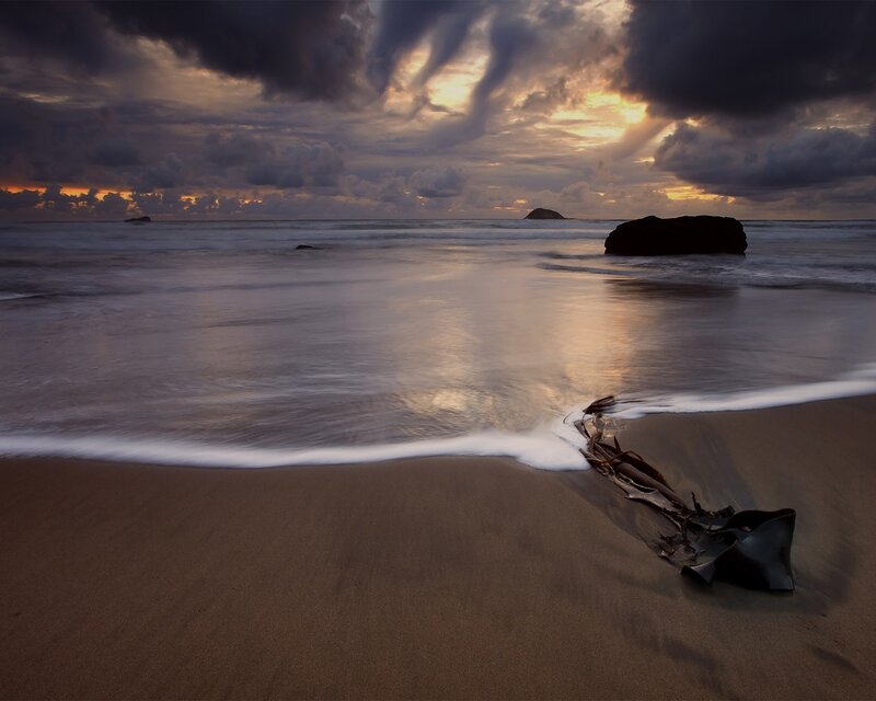 Seaweed on Beach — Brown