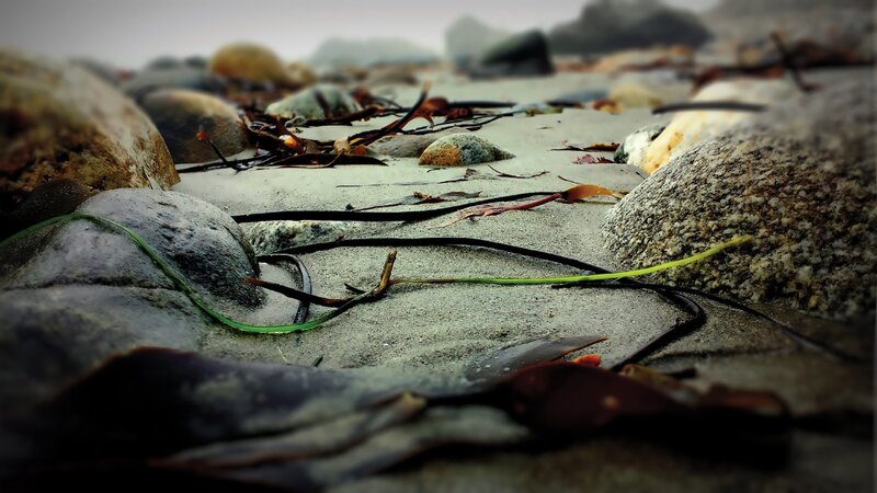 Seaweed on Beach — Gray